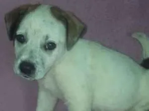Cachorro raça Perdigueiro idade Abaixo de 2 meses nome Sem nome
