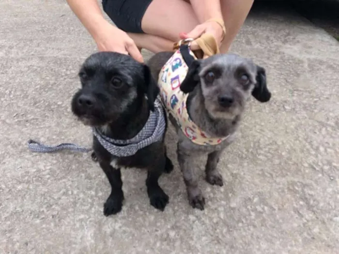 Cachorro ra a SRD idade 2 anos nome Lipi e Bibi