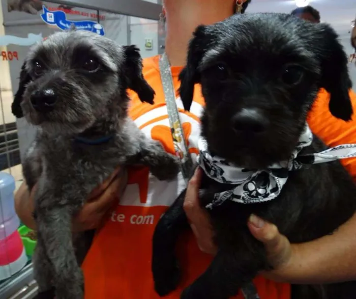 Cachorro ra a SRD idade 2 anos nome Lipi e Bibi