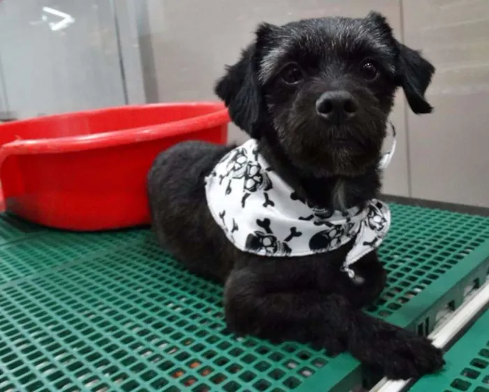 Cachorro ra a SRD idade 2 anos nome Lipi e Bibi