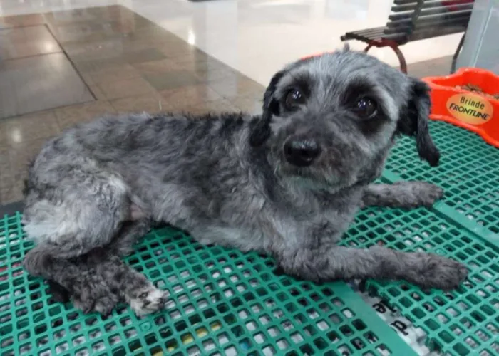 Cachorro ra a SRD idade 2 anos nome Lipi e Bibi