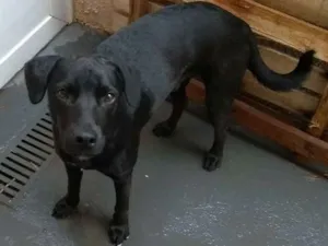 Cachorro raça Vira lata idade 1 ano nome Sem nome