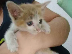 Gato raça  idade Abaixo de 2 meses nome Sem nome
