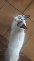 não tem