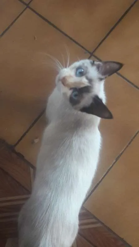 Gato ra a Siames idade 2 a 6 meses nome não tem