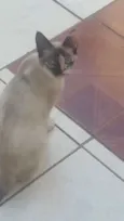 não tem