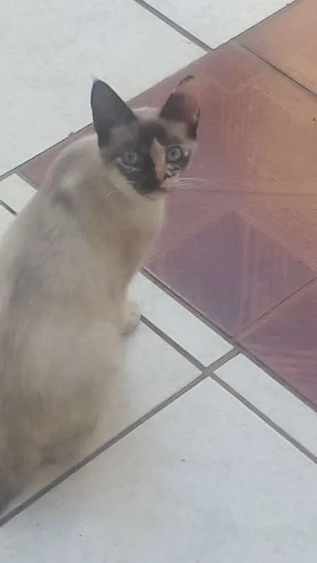 Gato ra a Siamês idade 2 a 6 meses nome não tem