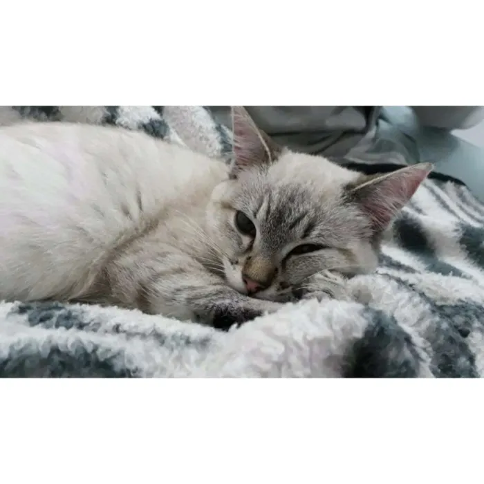 Gato ra a Siamês idade 7 a 11 meses nome Lua