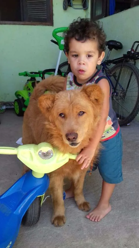 Cachorro ra a Viralata com showshow idade 4 anos nome Betoven