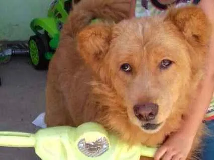 Cachorro ra a Viralata com showshow idade 4 anos nome Betoven