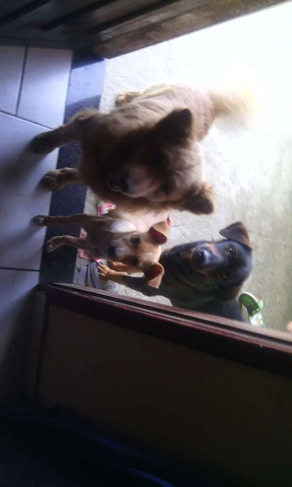 Cachorro ra a Viralata com showshow idade 4 anos nome Betoven