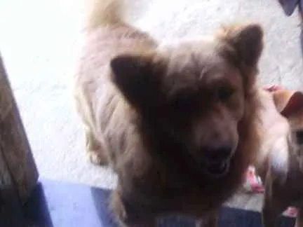 Cachorro ra a Viralata com showshow idade 4 anos nome Betoven