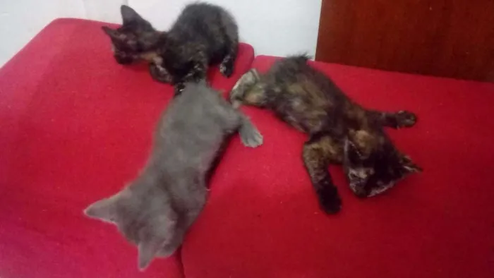 Gato raça Nao sabemos idade Abaixo de 2 meses nome Sem nome