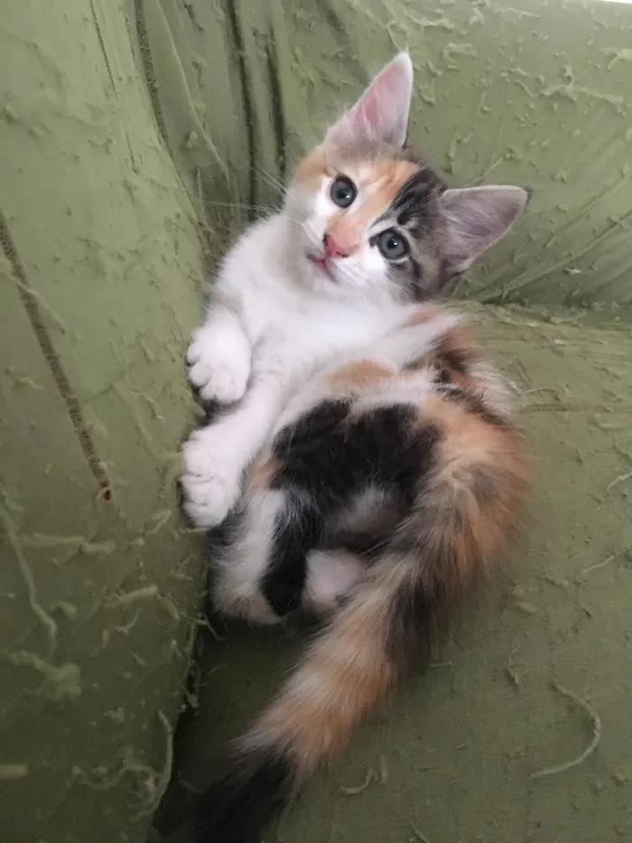 Gato ra a PCB idade 2 a 6 meses nome Sem nome 