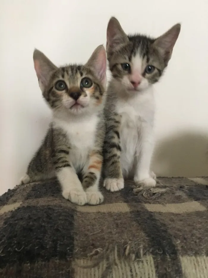 Gato ra a PCB idade 2 a 6 meses nome Sem nome 