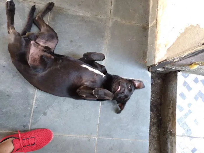 Cachorro raça Mestiço  idade 2 anos nome Negão