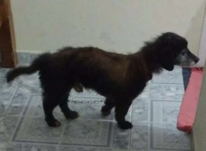 Cachorro ra a Vira lata idade 6 ou mais anos nome Pretinho