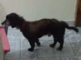 Pretinho