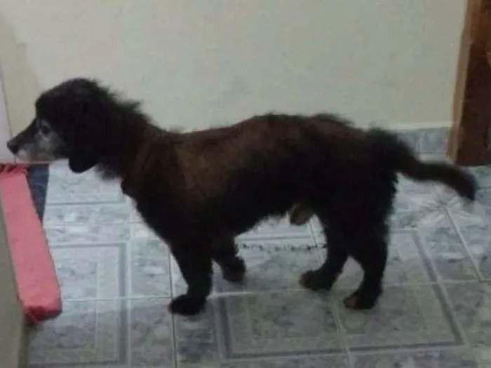 Cachorro ra a Vira lata idade 6 ou mais anos nome Pretinho