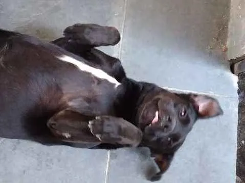 Cachorro raça Mestiço  idade 2 anos nome Negão