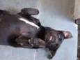 Negão