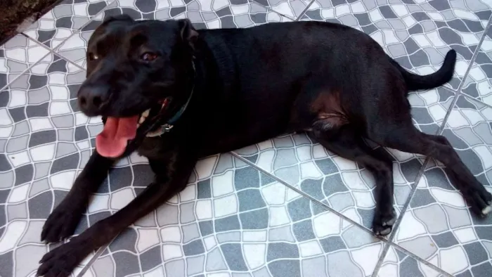 Cachorro raça Mestiço  idade 2 anos nome Negão