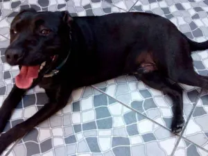 Cachorro raça Mestiço  idade 2 anos nome Negão