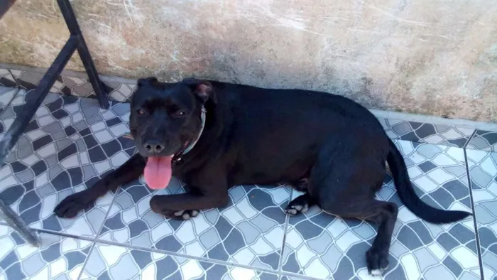 Cachorro raça Mestiço  idade 2 anos nome Negão