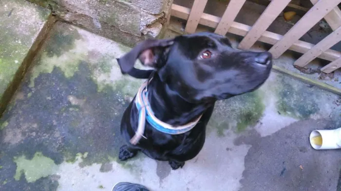 Cachorro raça Mestiço  idade 2 anos nome Negão