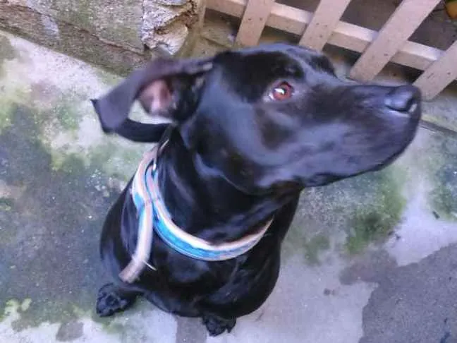 Cachorro raça Mestiço  idade 2 anos nome Negão