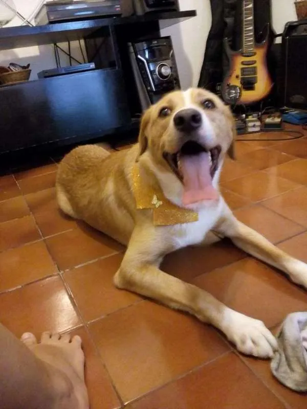 Cachorro ra a mestiço idade 1 ano nome bobby