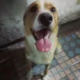 bobby