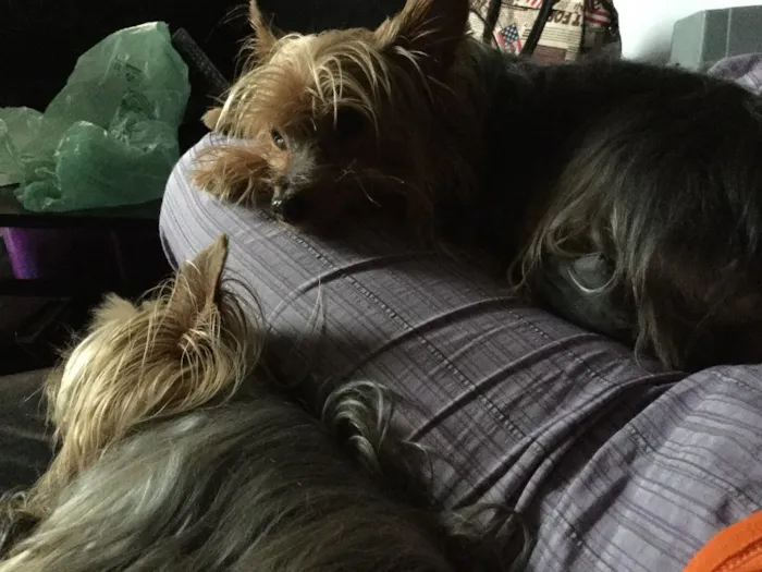 Cachorro raça Yorkshire idade 6 ou mais anos nome Joey & Pacey
