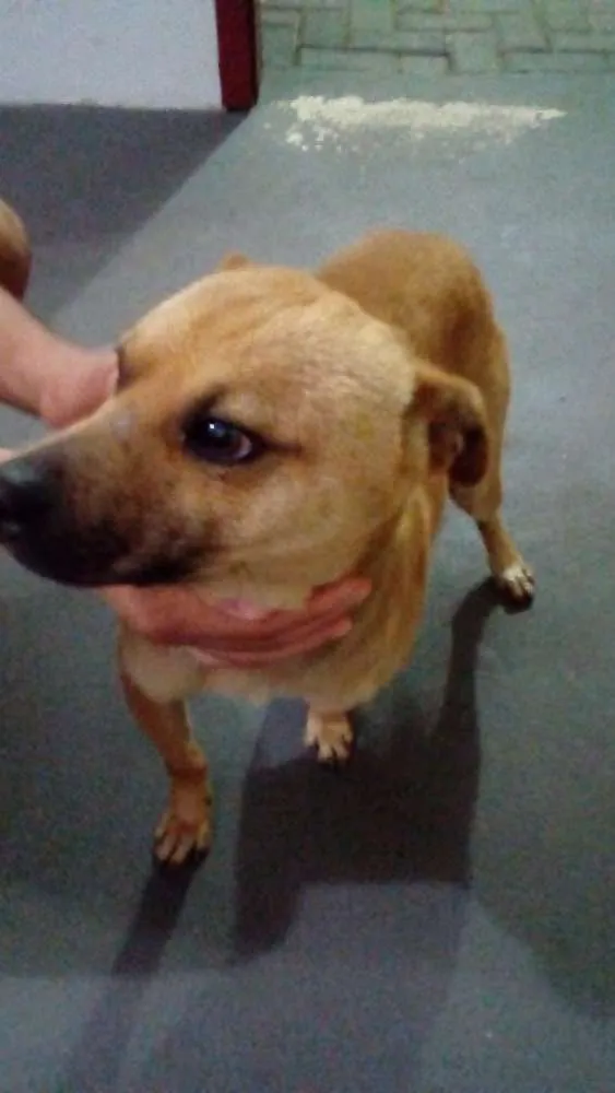 Cachorro ra a Não definida idade 2 anos nome Thor