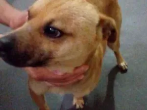 Cachorro raça Não definida idade 2 anos nome Thor