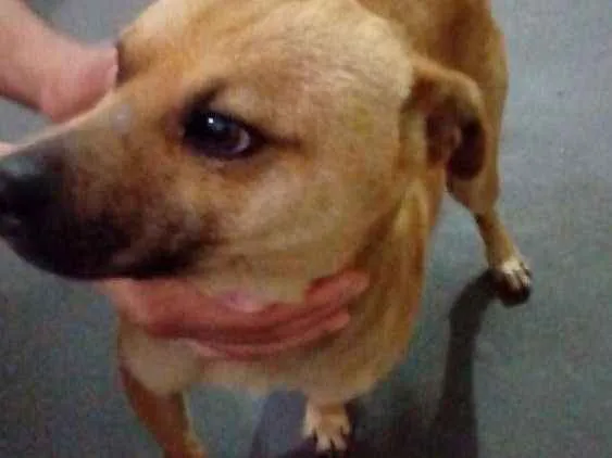 Cachorro ra a Não definida idade 2 anos nome Thor