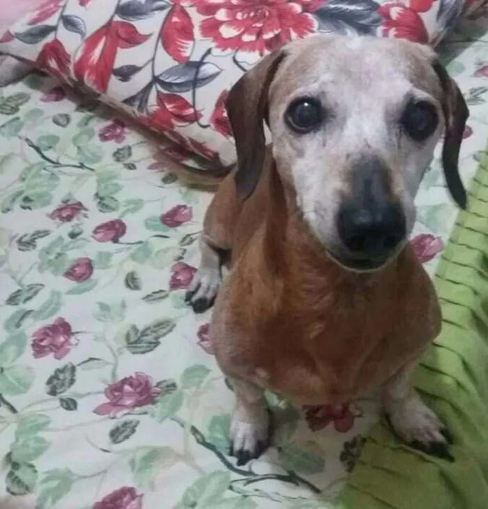 Cachorro ra a Salsichinha idade 6 ou mais anos nome Kiko