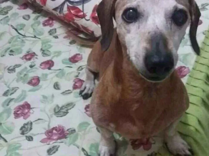 Cachorro ra a Salsichinha idade 6 ou mais anos nome Kiko