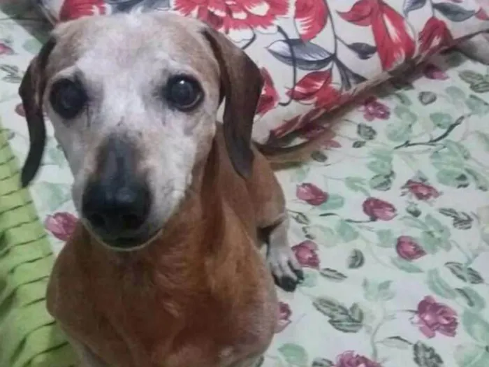 Cachorro ra a Salsichinha idade 6 ou mais anos nome Kiko