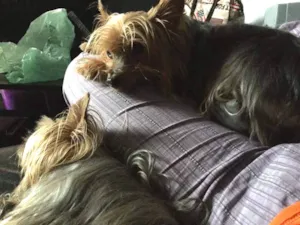 Cachorro raça Yorkshire idade 6 ou mais anos nome Joey & Pacey