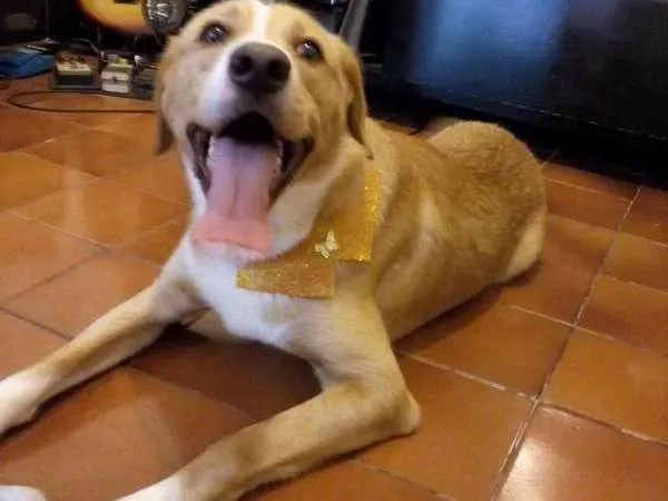 Cachorro ra a mestiço idade 1 ano nome bobby