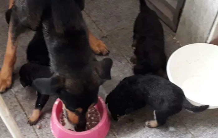 Cachorro ra a  idade 2 a 6 meses nome Veludinhos