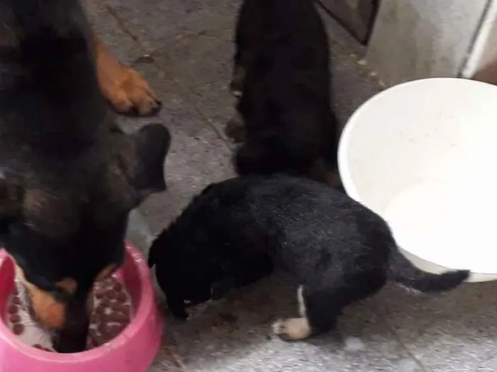 Cachorro ra a  idade 2 a 6 meses nome Veludinhos