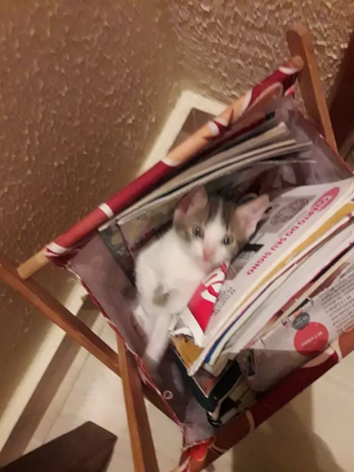 Gato ra a  idade 2 a 6 meses nome Mimi