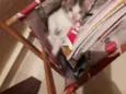 Mimi