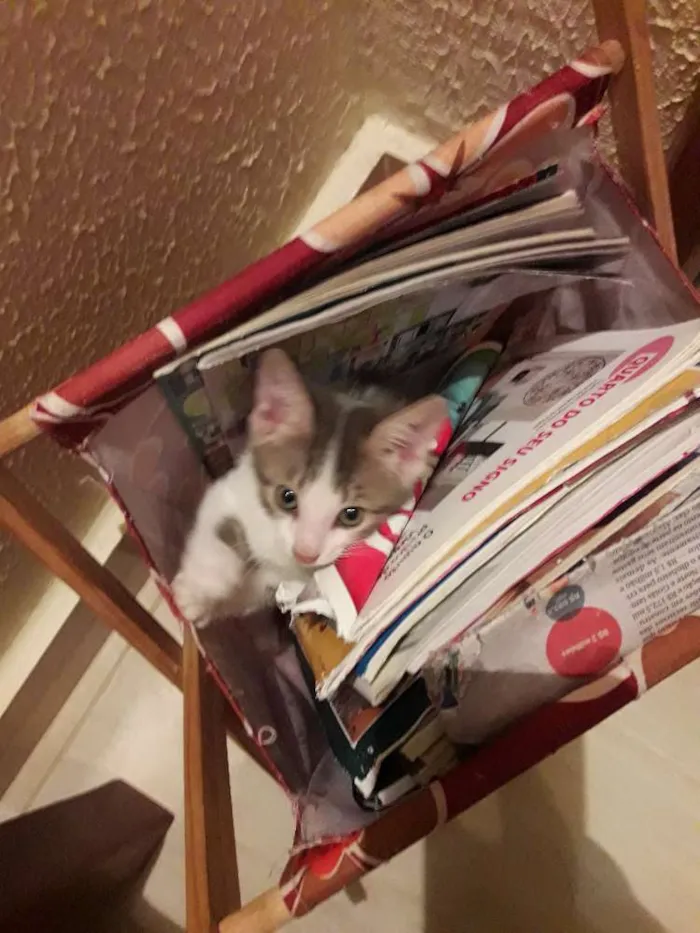 Gato ra a  idade 2 a 6 meses nome Mimi