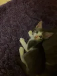 Mimi