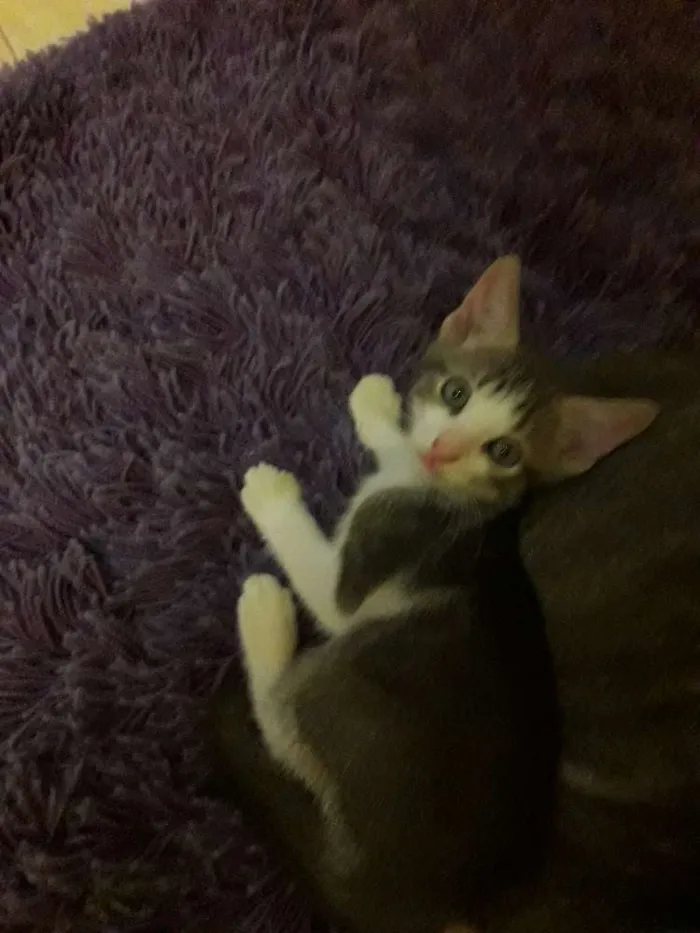 Gato ra a  idade 2 a 6 meses nome Mimi