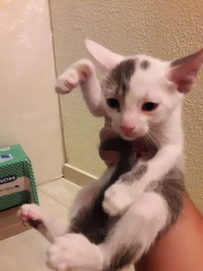 Gato ra a  idade 2 a 6 meses nome Mimi