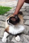 Filó